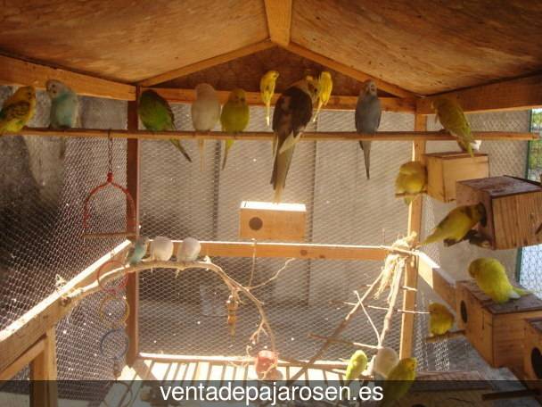 Cria de canarios paso a paso Tubilla del Agua?